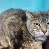 Ninon, chatte à adopter