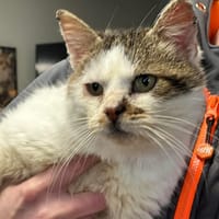 FILOU ( FIV + ), chat à adopter