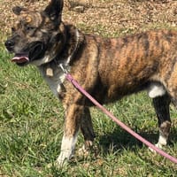 Simba, chien à adopter