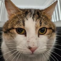 FERB, chat à adopter