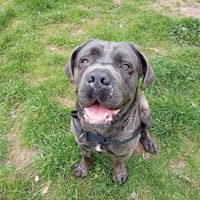 Sky, chien à adopter