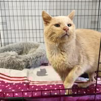 MARLO, chat à adopter