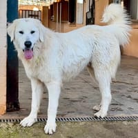 PRINCE, chien à adopter