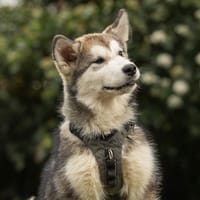 ABBA, chienne à adopter