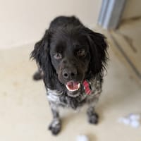 MALO, chien à adopter