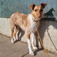 LOUIS, chien à adopter