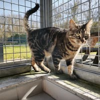 NOISETTE, chatte à adopter