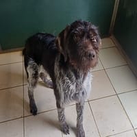 NOURS, chien à adopter