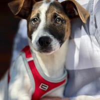 BUDDY (Maria), chien à adopter