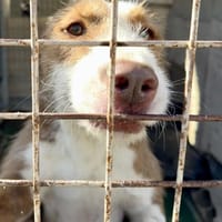GALAN (Maria), chien à adopter