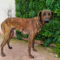 IVO, chien à adopter
