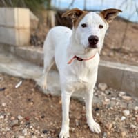 SOFIA (Maria), chienne à adopter