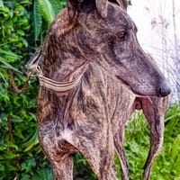 SIMON, chien à adopter