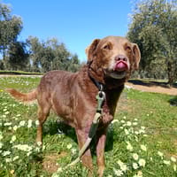 TENDER (union animal), chien à adopter