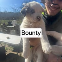 Bounty, chien à adopter