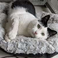 ALEX, chat à adopter