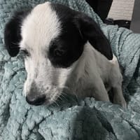 Malwa, suczka do adopcji