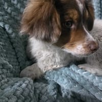 Bratek, pies do adopcji