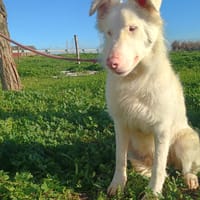 MAGO, chien à adopter