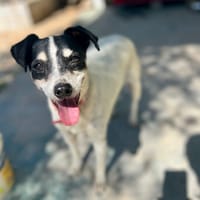 FIONA, chienne à adopter