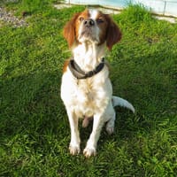 GINTONIC, chien à adopter