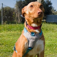 ANTON, chien à adopter