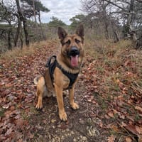 VENON, chien à adopter