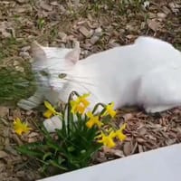 KIKI, chat à adopter