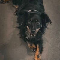 Zuzia, suczka do adopcji