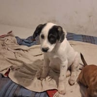 Tasha, chienne à adopter