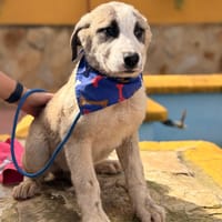 MAGNUS  (Lara), chien à adopter