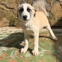 HARALD  (Lara), chien à adopter