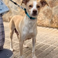 JARA (Lara), chienne à adopter