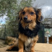 CHUKY (Lara), chien à adopter