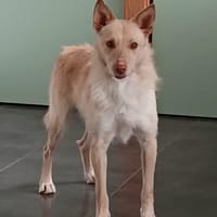 DILGO (Lara), chien à adopter