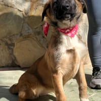 MARTINA   (Lara), chienne à adopter