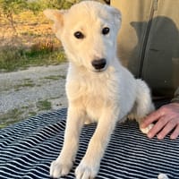 CASPER  (Martina), chien à adopter