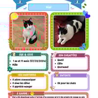 Miel, chat à adopter