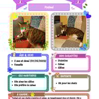 Padmé, chatte à adopter