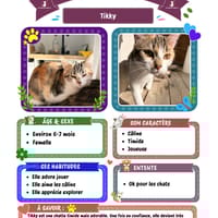 TIKKY, chatte à adopter