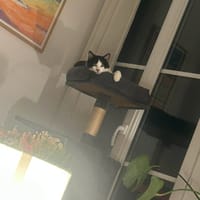 Kaki, chat à adopter