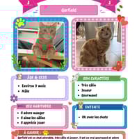Garfield, chat à adopter