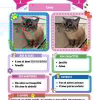 Kamy, chat à adopter