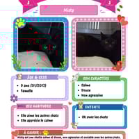 Misty, chatte à adopter