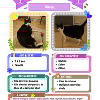 Milady, chatte à adopter