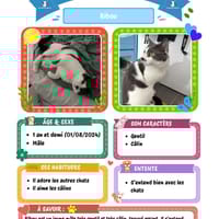 Bibou, chat à adopter