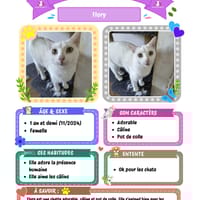 Flory, chatte à adopter