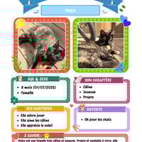 Mako, chatte à adopter