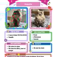 Moquette, chatte à adopter
