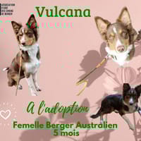 Vulcana, chienne à adopter